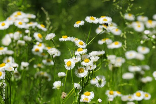 白いハルジオンの花がたくさん咲いている草原