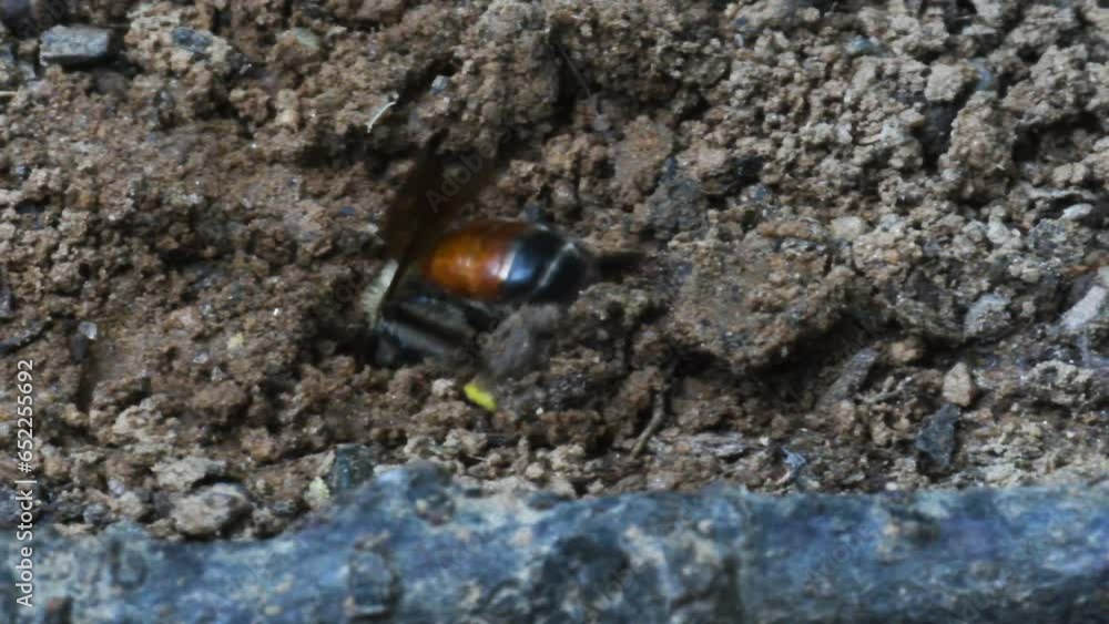 solitary bee comes out of its den solitary bee comes out of its den