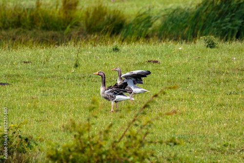 Wild geese in the countryside