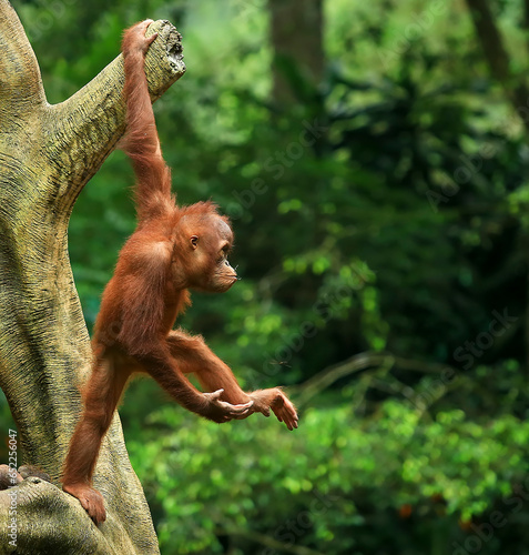 Baby Orangutan playing in the Indonesian forest