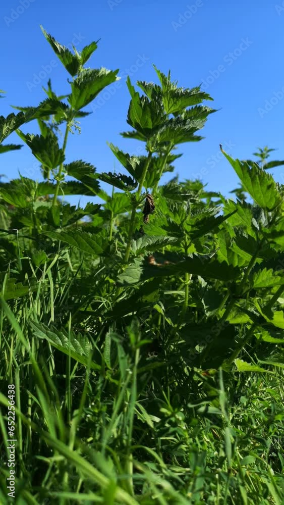 Vertical video with Green Grass waving in the Wind. Moving Nature Background with Summer Day and Sunny Weather. Vertical video with Green Grass waving in the Wind. Moving Nature Background with Summer Day and Sunny Weather.