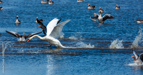 A white swan lands in the water