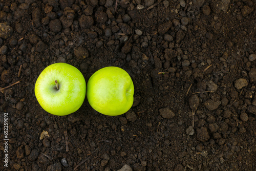 Apple freshly harvested from the ground. Organic farming concept  with text space suitable for background use.