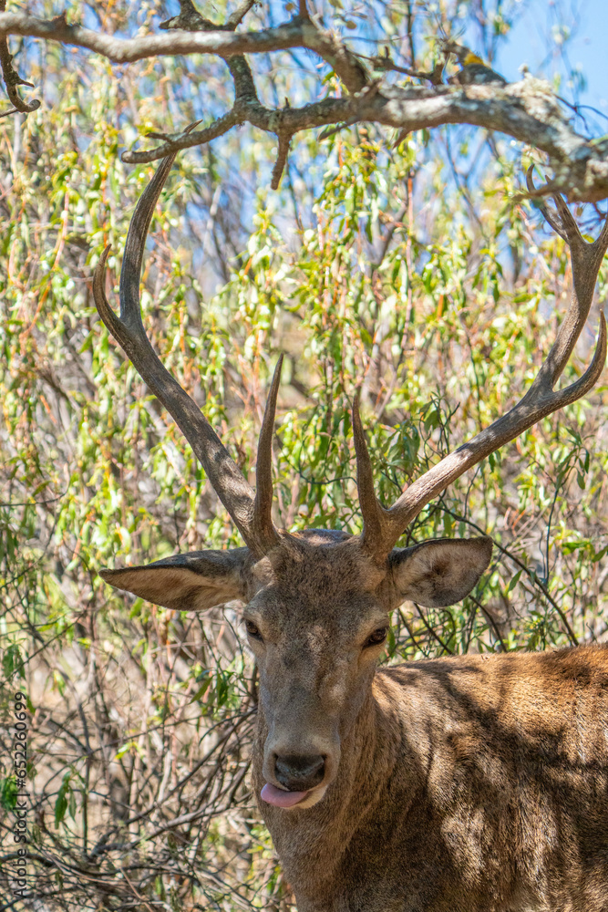 Ciervo (deer) Ciervo (deer)