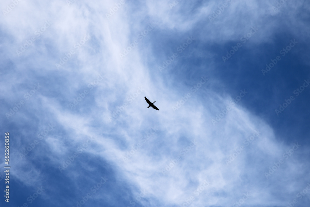niebo odlot ptaków lecący ptak chmury błękitne niebo jesień natura przyroda piękno natury lato nature summer sunny wolność blue sky freedom - obrazy, fototapety, plakaty 