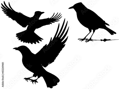 silhouettes of 3 types of birds perching and flying