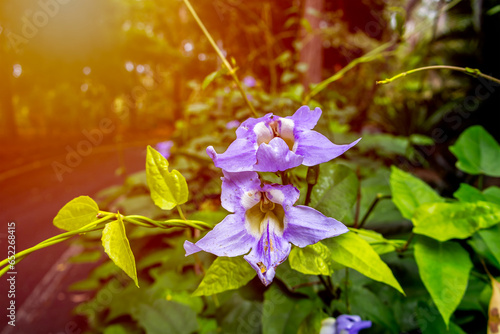 Ivy and purple flowers in the garden with liight effect background.  photo