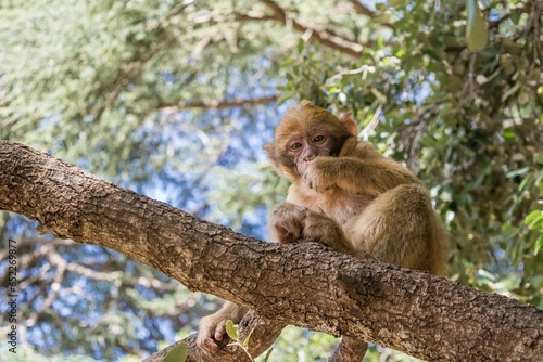 A young small Barbary Macaque monkey or ape, sitting in a tree, eating peanuts in Morocco