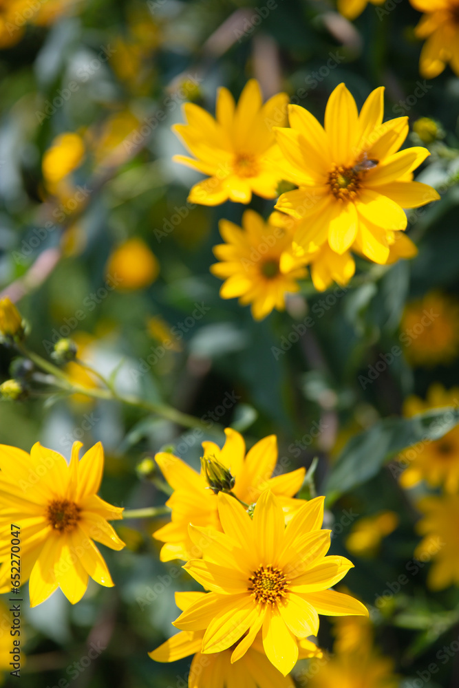 kwiat natura topinambur ogród garden yellow flower przyroda piękno lata słonecznie flower żółty kwiat 菊芋花 artichoke flower kwiat natura topinambur ogród garden yellow flower przyroda piękno lata słonecznie flower żółty kwiat 菊芋花 artichoke flower