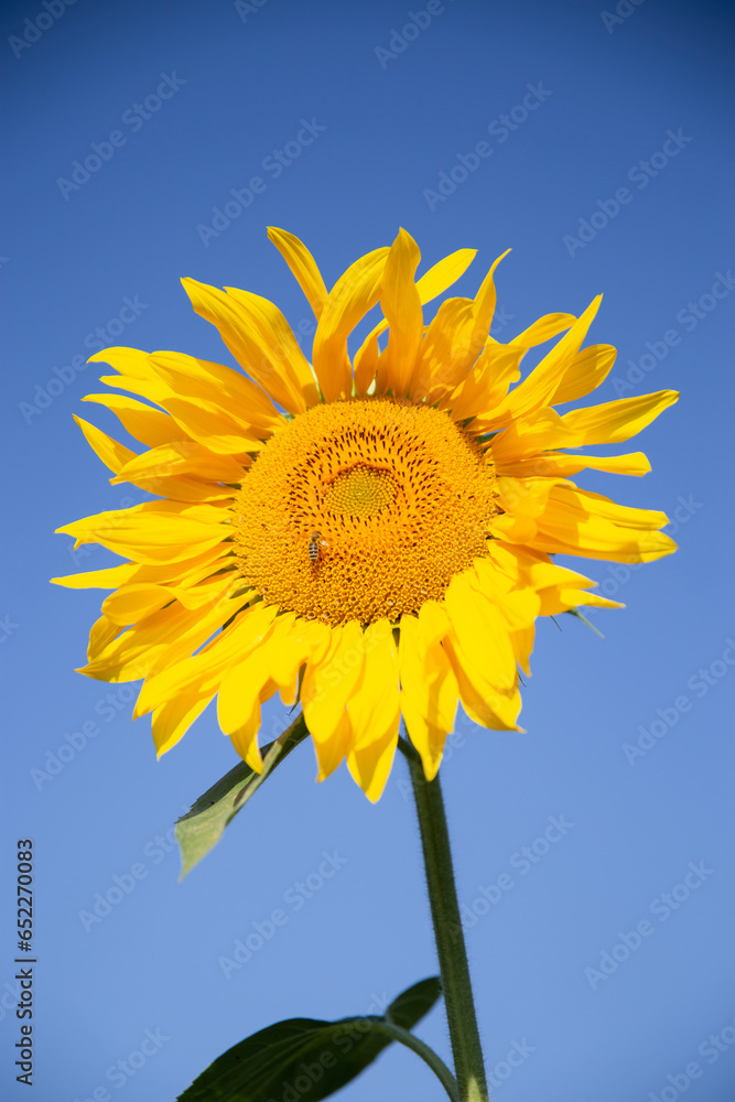 słonecznik sunflower żółty kwiat kwiat natura przyroda piękno lata słonecznie flower 向日葵 向日葵 kwiat na tle nieba piękno niebo lato w ogrodzie słonecznik sunflower żółty kwiat kwiat natura przyroda piękno lata słonecznie flower 向日葵 向日葵 kwiat na tle nieba piękno niebo lato w ogrodzie
