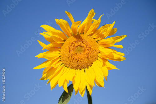 słonecznik sunflower żółty kwiat kwiat natura przyroda piękno lata słonecznie flower 向日葵 向日葵 kwiat na tle nieba piękno niebo lato w ogrodzie