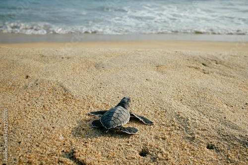 Sea turtle on a sandy beach shoreline, Oaxaca © Alain Damian/Wirestock Creators