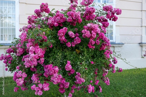 Bush of pink garden roses in a yard