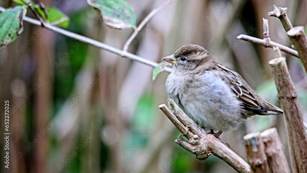 Fototapeta premium Closeup shot of a fluffy fat sparrow perched on a wooden branch