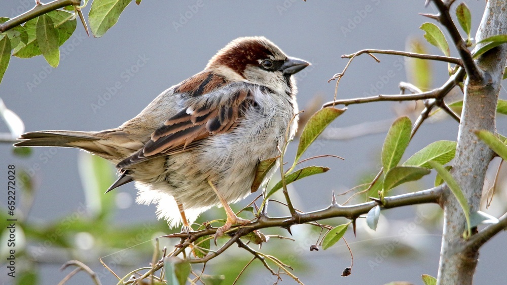 Closeup shot of a fluffy fat sparrow perched on a wooden branch Closeup shot of a fluffy fat sparrow perched on a wooden branch