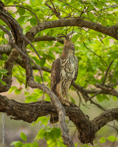 changeable or crested hawk eagle or nisaetus cirrhatus closeup perched on tree in natural green background at bandhavgarh national park tiger reserve madhya pradesh india asia photo