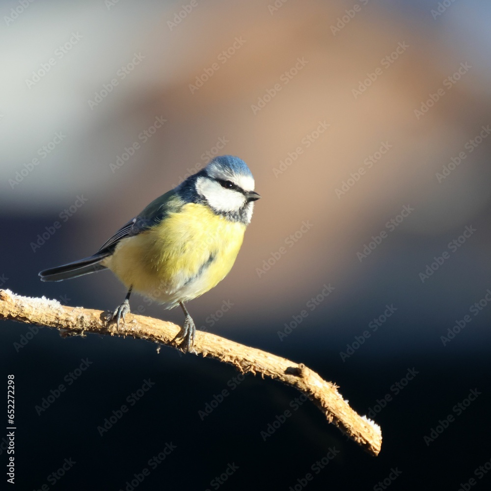 Obraz premium a small blue and yellow bird is sitting on a tree branch