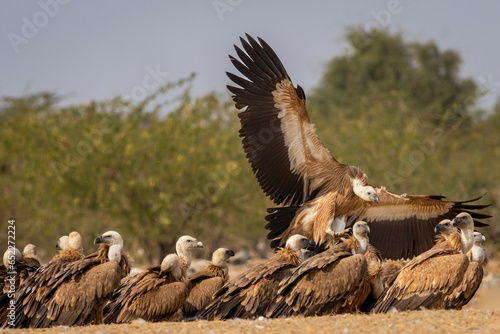 gyps fulvus or griffon vulture or eurasian griffon closeup flying or landing with full wingspan near flock or family at jorbeer conservation reserve bikaner rajasthan india asia