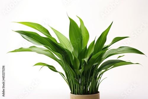 A vibrant, variegated Aglaonema houseplant, adding natural beauty and comfort to the indoor space. photo