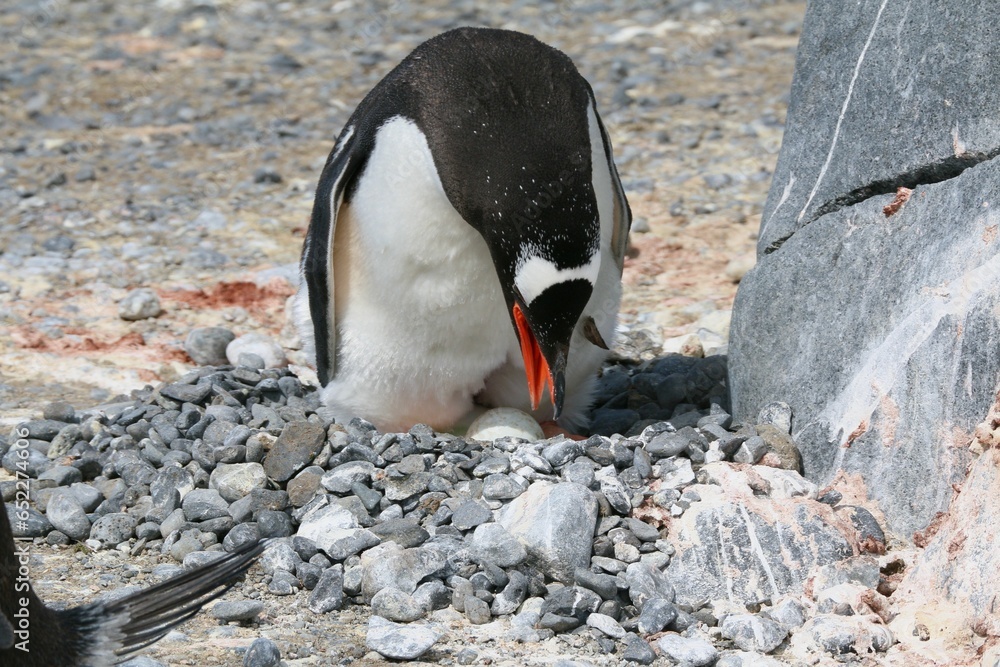 Fototapeta premium Solitary Adelie penguin perched atop a bed of gravel and stones, surrounded by rocky terrain