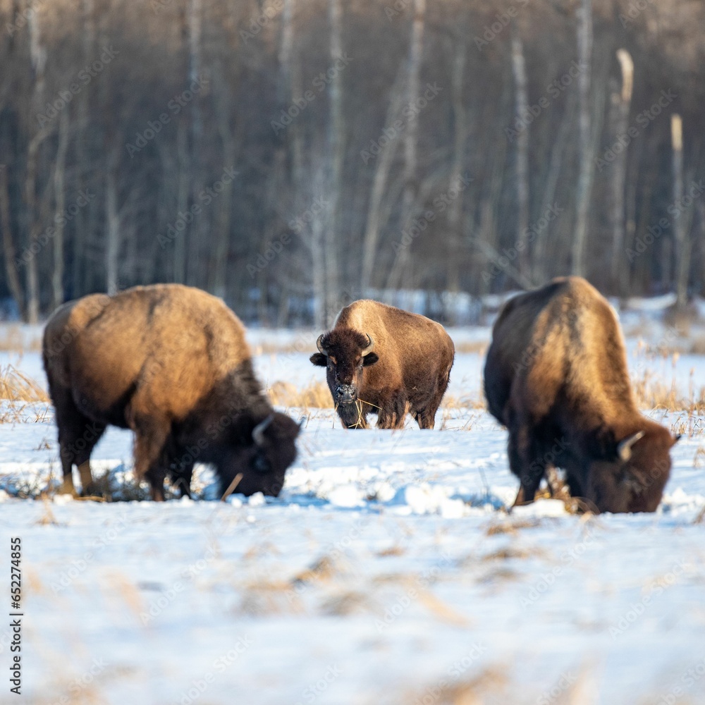 Bisons walking through a picturesque snowy field in a winter forest landscape Bisons walking through a picturesque snowy field in a winter forest landscape