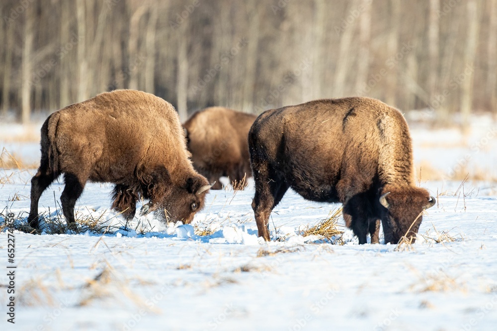 Bisons walking through a picturesque snowy field in a winter forest landscape Bisons walking through a picturesque snowy field in a winter forest landscape
