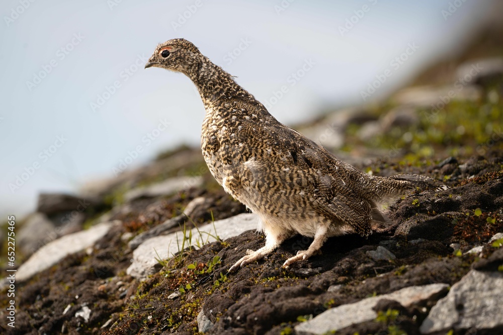 Obraz premium Close-up of a Rock Ptarmigan (hyperborea) ( Lagopus muta hyperborea) bird on the rocks