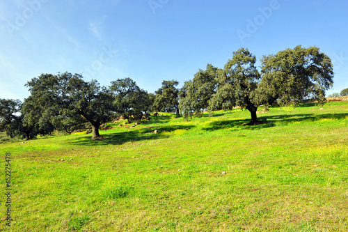 Landscape of meadows and Mediterranean forest in the Natural Park Sierra Morena of Seville, near the villages of Constantina, Cazalla de la Sierra and El Pedroso, Andalusia, Spain photo