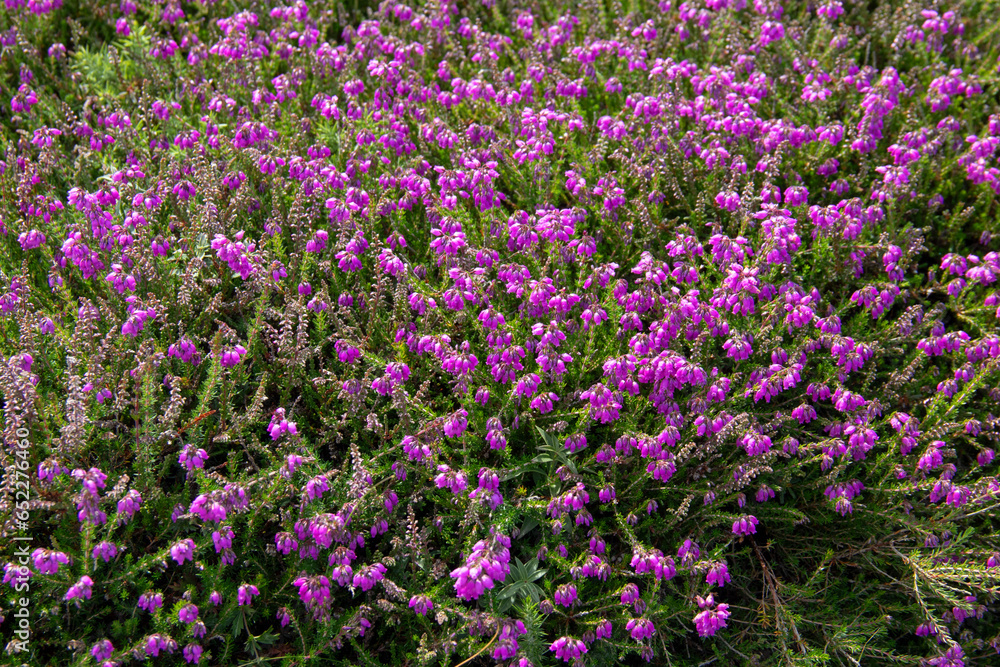 Bruyère violette fleurissant au printemps sur la presqu'île de Crozon en Bretagne Bruyère violette fleurissant au printemps sur la presqu'île de Crozon en Bretagne