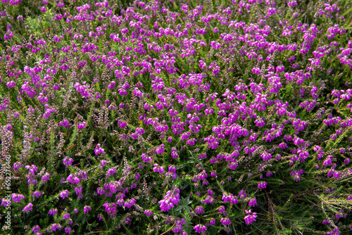 Bruyère violette fleurissant au printemps sur la presqu'île de Crozon en Bretagne