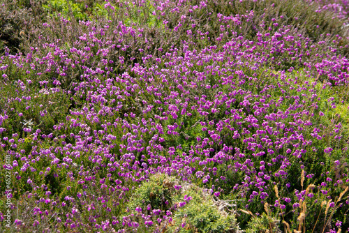 Bruyère violette fleurissant au printemps sur la presqu'île de Crozon en Bretagne