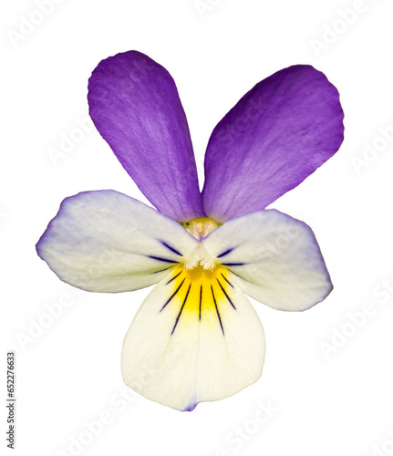 Wild pansy (Viola tricolor) or Johnny Jump up, heartsease, heart's ease, heart's delight, tickle-my-fancy, Jack-jump-up-and-kiss-me, come-and-cuddle-me, three faces in a hood, or love-in-idleness photo