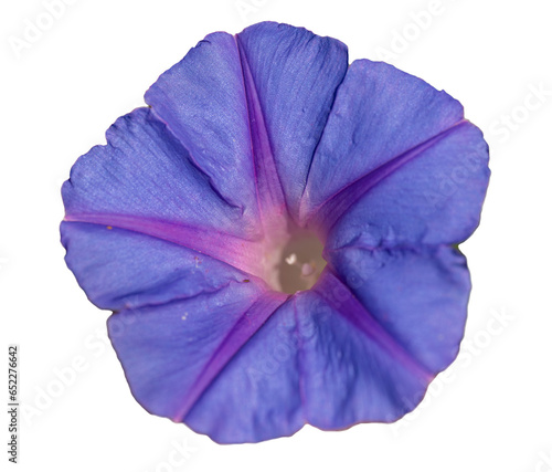 violet morning glory (Ipomoea) flower isolated on white