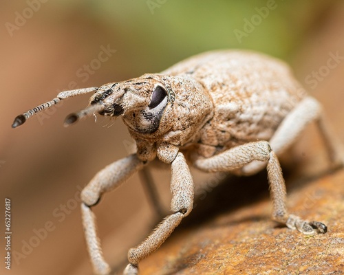 Weevil insect perched atop a pile of rocks, surrounded by a natural environment