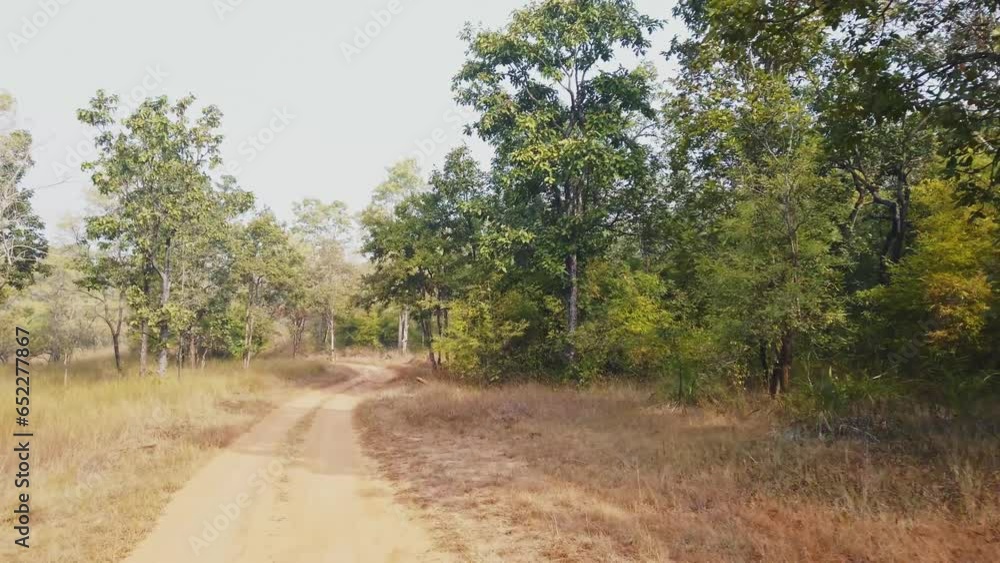 View from a 4x4 of one of the most beautiful Indian national parks. The classic Indian safari to discover tigers and other endangered species. View from a 4x4 of one of the most beautiful Indian national parks. The classic Indian safari to discover tigers and other endangered species.