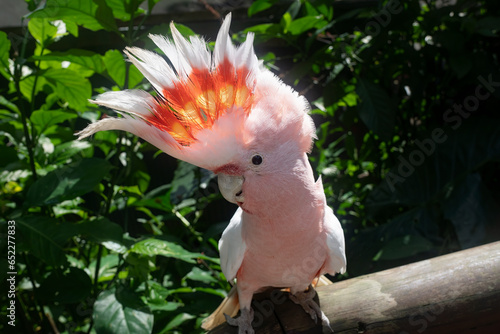 An Australian pink Major Mitchell cockatoo on a railing.
