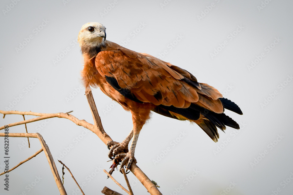 Black-collared Hawk (Busarellus nigricollis) Black-collared Hawk (Busarellus nigricollis)