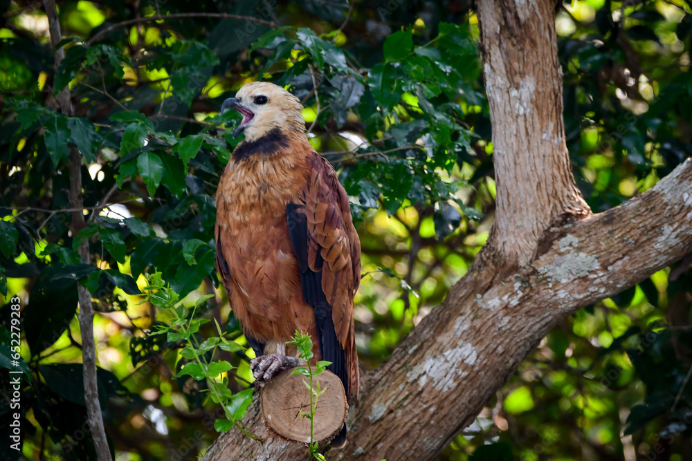 Black-collared Hawk (Busarellus nigricollis) Black-collared Hawk (Busarellus nigricollis)