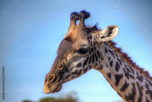 Giraffe with its head facing the camera