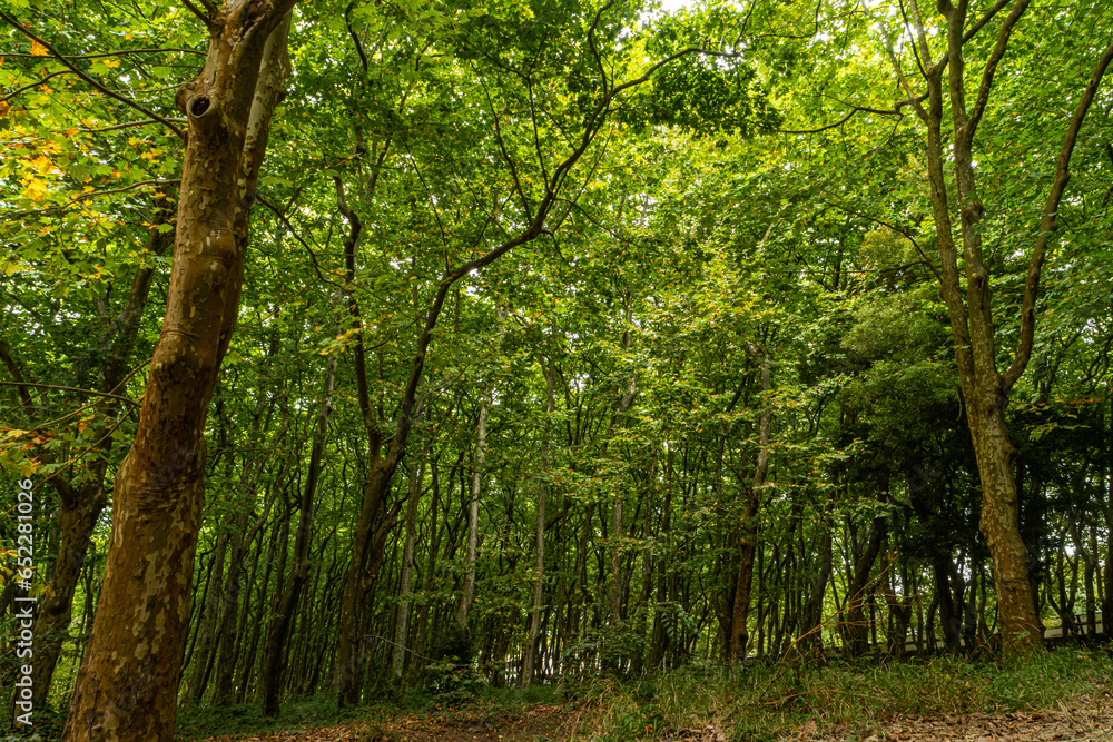 Woods of Rainha D. Leonor , in Caldas da Rainha - Portugal, borders the Parque D. Carlos I and is characterized by its biodiversity and beauty Woods of Rainha D. Leonor , in Caldas da Rainha - Portugal, borders the Parque D. Carlos I and is characterized by its biodiversity and beauty