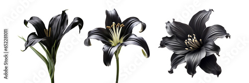 Black lily, transparent background, isolated image, generative AI
