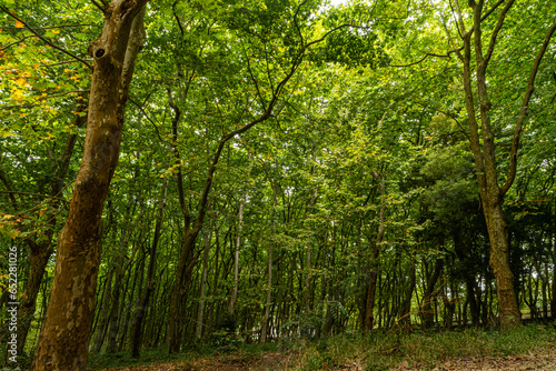 Fototapeta Naklejka Na Ścianę i Meble -  Woods of Rainha D. Leonor , in Caldas da Rainha - Portugal, borders the Parque D. Carlos I and is characterized by its biodiversity and beauty