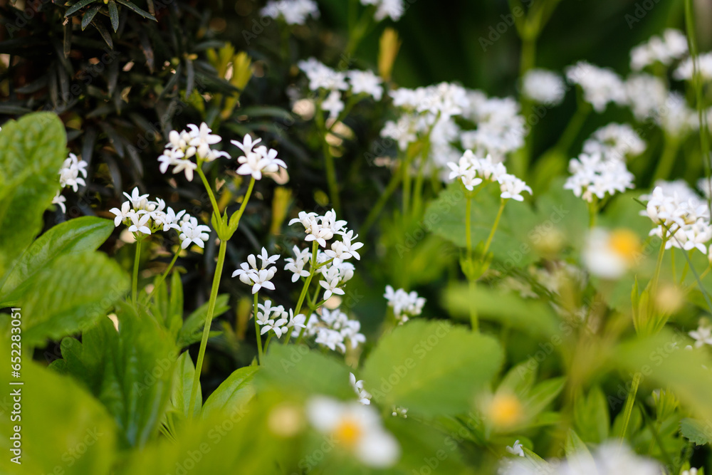 Closeup shot of woodruff flowers growing in a garden Closeup shot of woodruff flowers growing in a garden