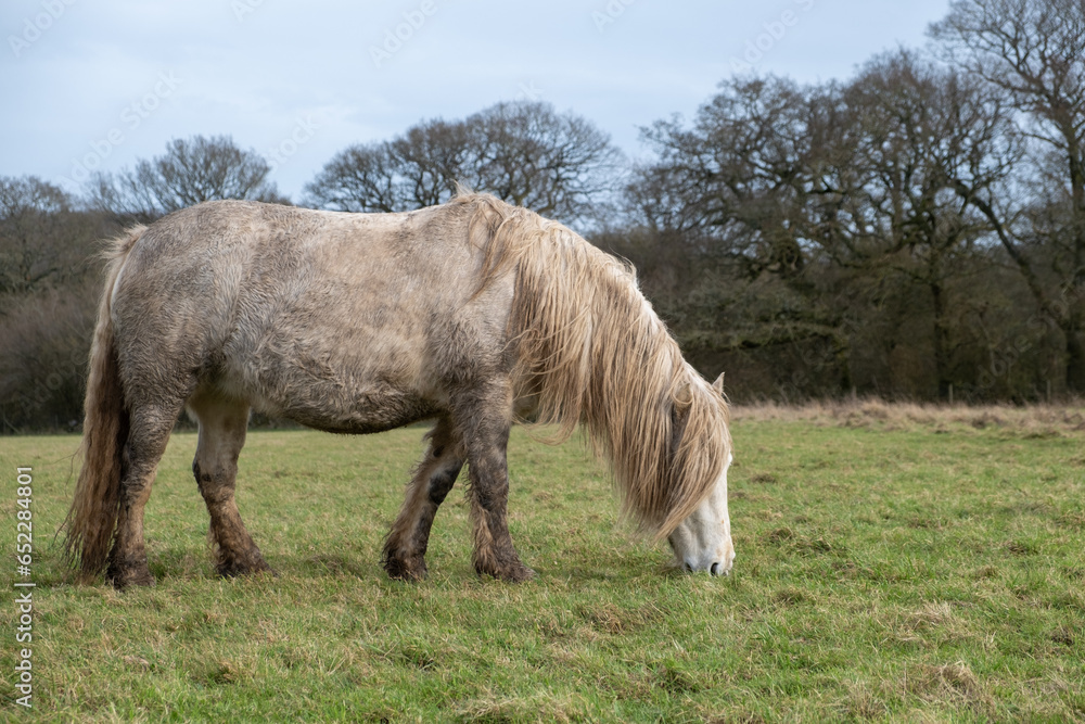 horse in the field horse in the field