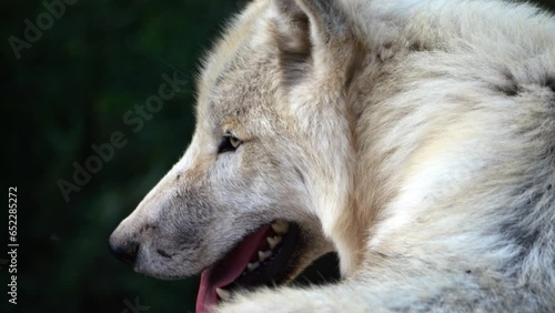 White polar wolf in slow-motion, alertly looking around. photo