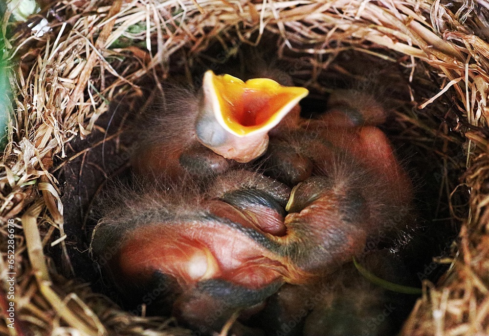 Closeup of an adorable baby bird nestled in a nest on a sunny day