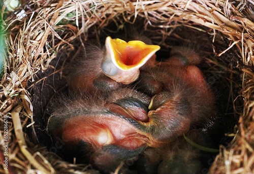 Closeup of an adorable baby bird nestled in a nest on a sunny day