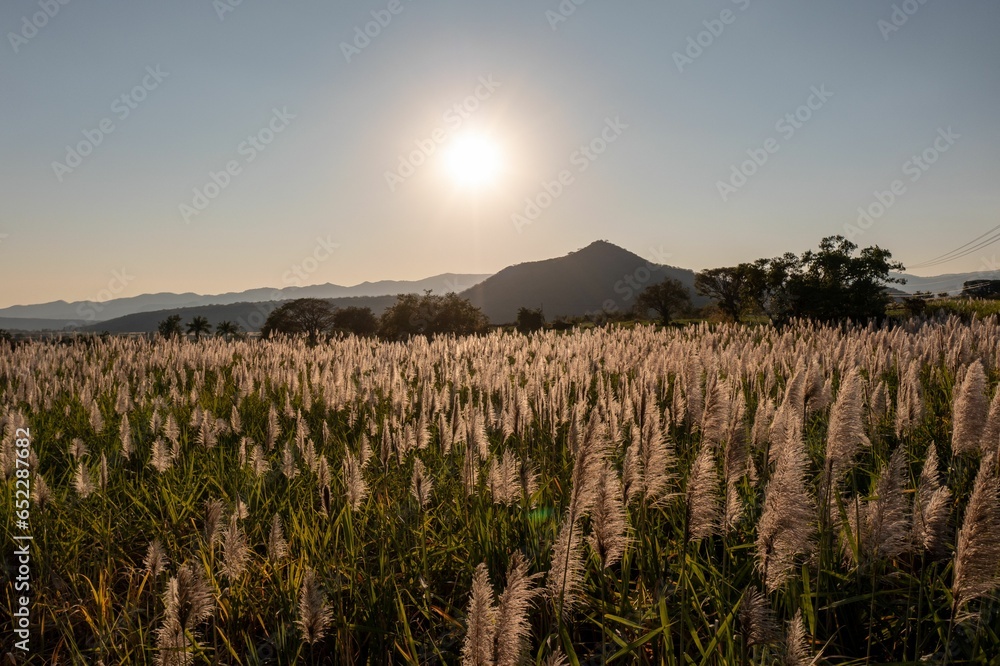 Fototapeta premium Picturesque landscape a stunning sun rising over sugar cane fields in Michoacan