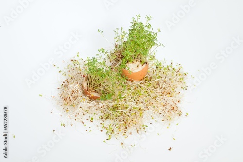 Alfalfa Sprouts and Spring Easter Egg photo