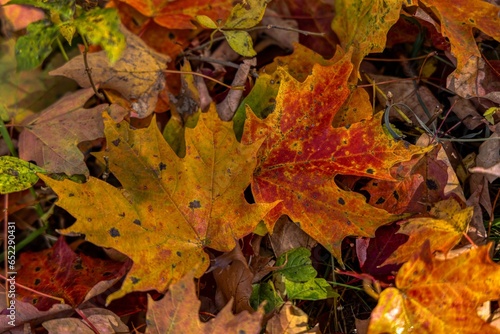 Closeup of colorful fallen autumn leaves on the ground